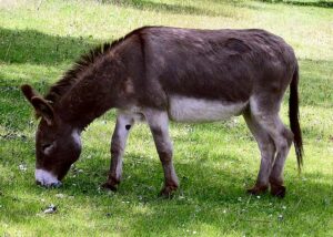 A photo of a cute donkey grazing