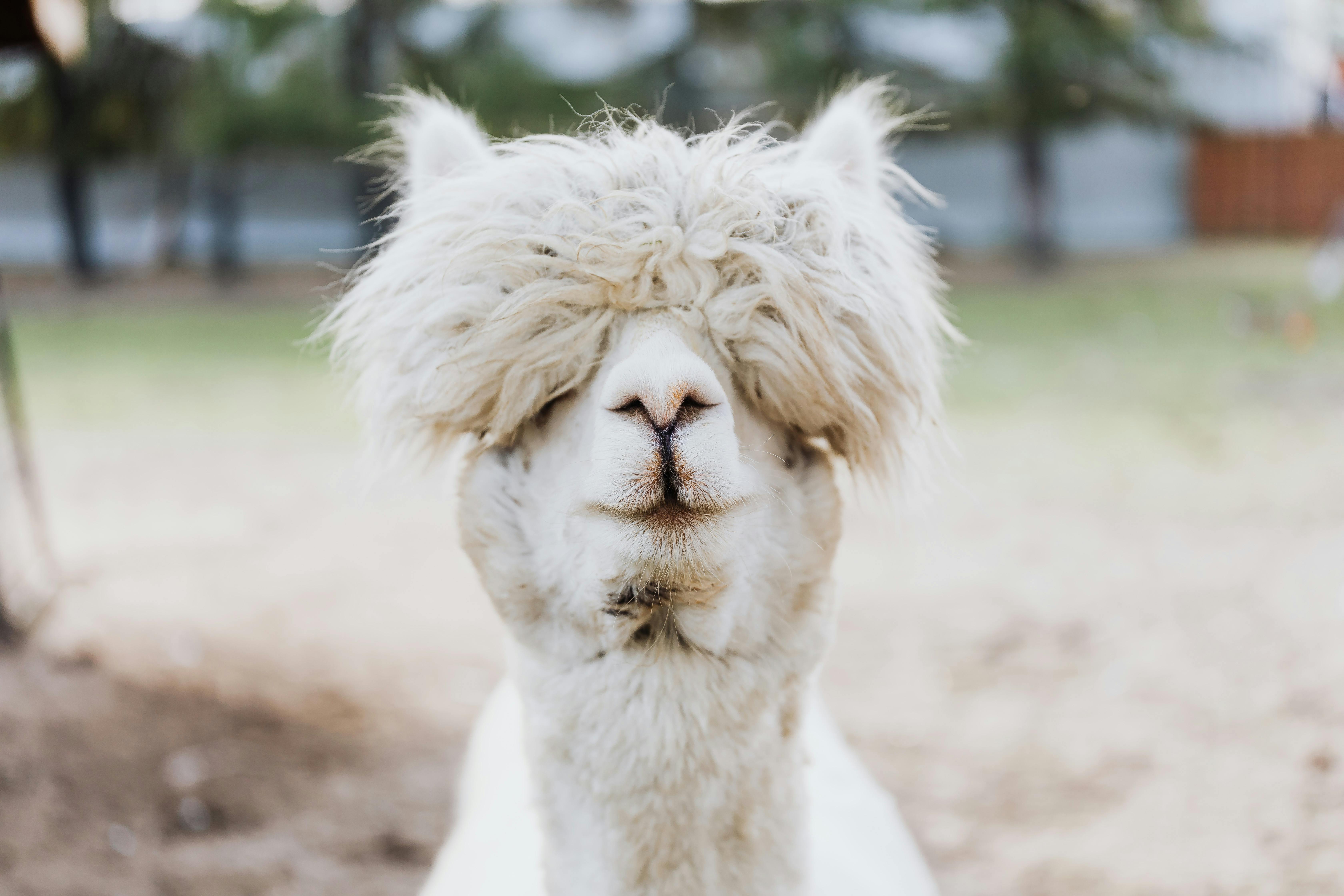 White alpaca