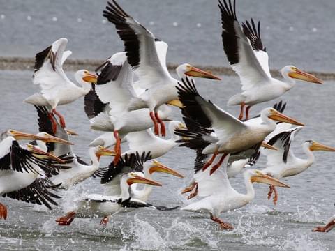A flock of pelicans takes flight