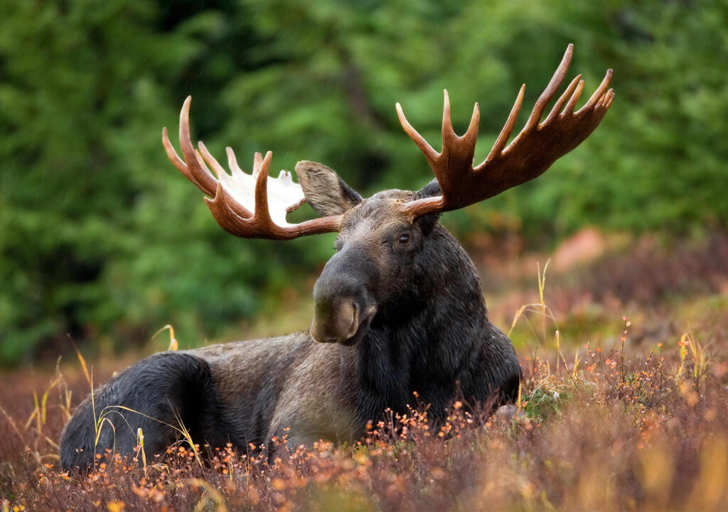 A photo of a moose resting in a field