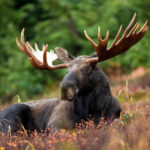 A moose resting in a field