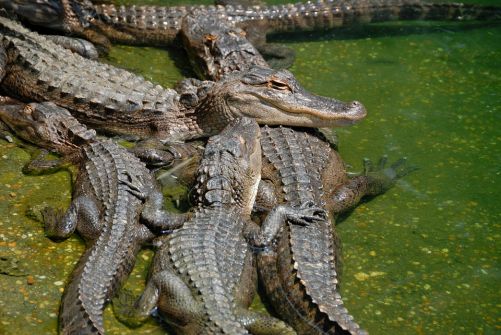 Six alligators sun themselves in shallow water