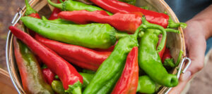 A plate of red and green chiles