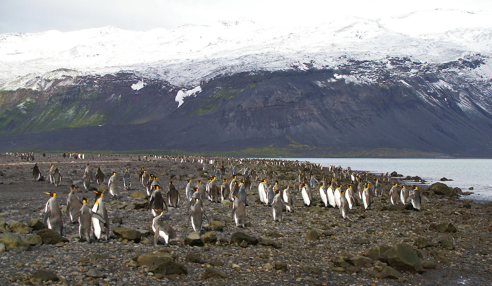 A trade war with penguins